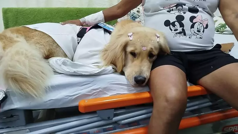 Cadela coterapeuta leva conforto a pacientes em UPAs de Petrópolis