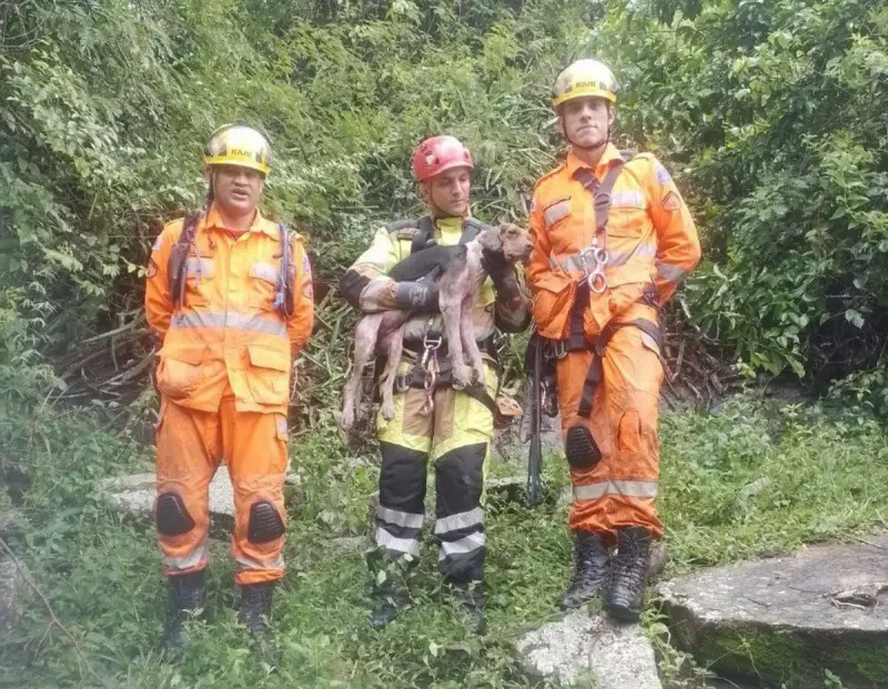 Cadela Samara morre após resgate dramático em pedreira de 50 metros em Eugenópolis