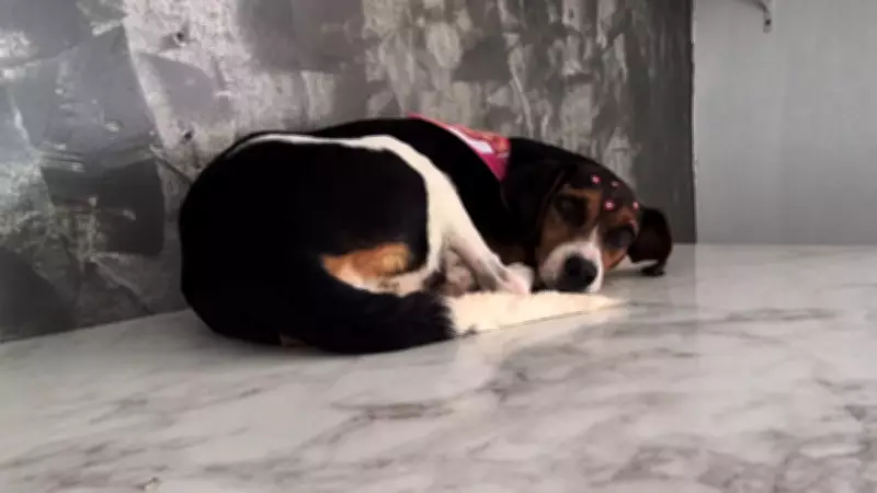 Cadela Vitória, resgatada após ser arrastada por moto em RO, tem câncer transmissível