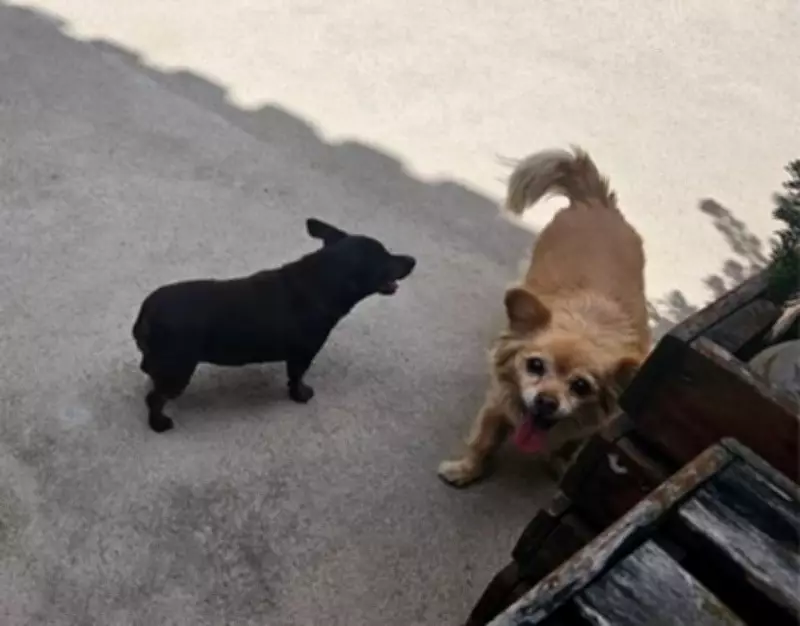 Cadelas morrem após banho e tosa em Barbacena; dono de pet shop é preso