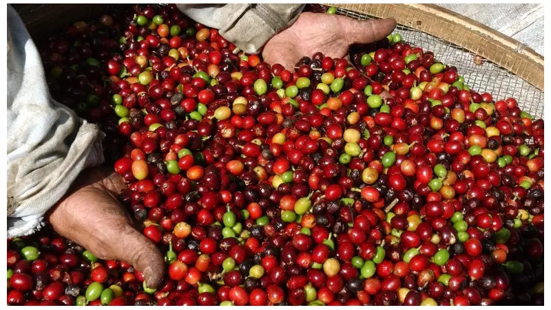 Café: mercado aquece em janeiro com alta de preços do arábica e robusta