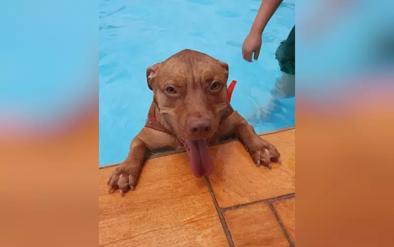 Calor: veterinária alerta que nem todo cachorro sabe nadar; veja cuidados