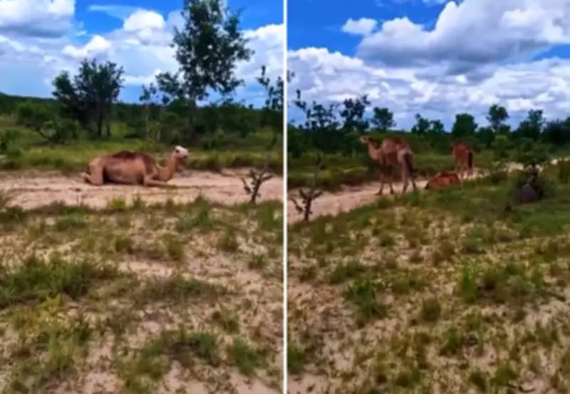 Camelos descansam em fazenda do Jalapão e encantam a web no Tocantins