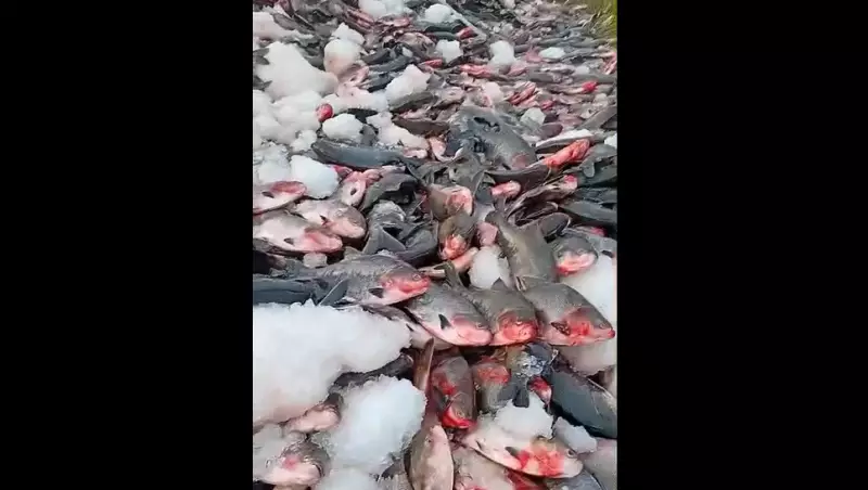 Caminhão carregado de tambaqui tomba na BR-319 no Amazonas; veja vídeo