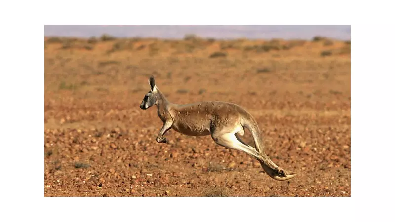Cangurus gigantes de 250 kg podiam saltar, revela estudo de fósseis