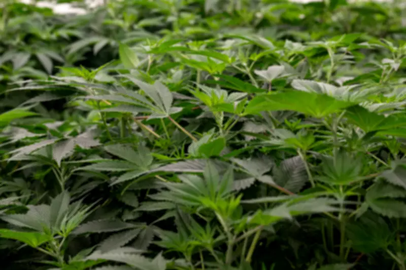 Cannabis medicinal no Brasil: Anvisa aprova novas normas para cultivo e produção nacional