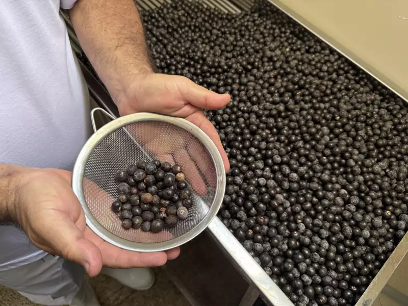 Capacitação gratuita para manipuladores de açaí é retomada em Belém com foco em segurança alimentar