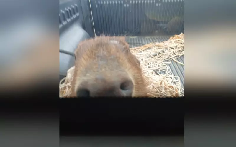 Capivara é resgatada de baixo de carro em Cesário Lange (SP) e posa curiosa