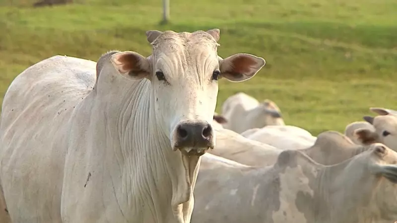 Carne brasileira bate recorde histórico em 2025 com exportações de 3,8 milhões de toneladas