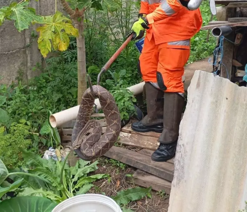 Cascavel de 1 metro é capturada por bombeiros em galinheiro de Oliveira