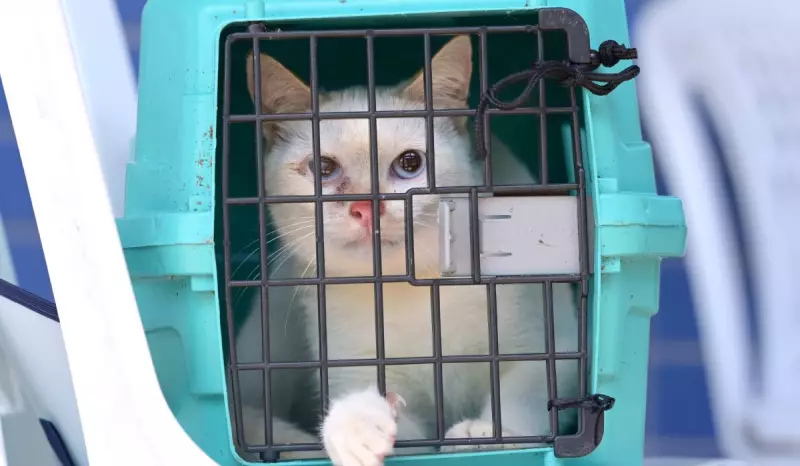 Castração gratuita de cães e gatos em Manaus: agendamento presencial em janeiro