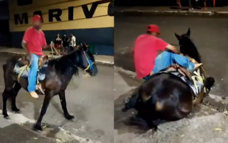 Cavalo exausto cai repetidamente ao ser forçado à montaria em Marília; polícia investiga maus-tratos