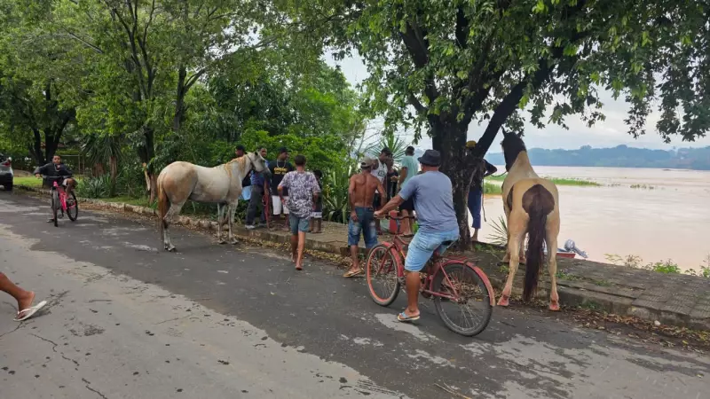 Cavalos são resgatados ilhados no Rio São Francisco após chuvas em Pirapora