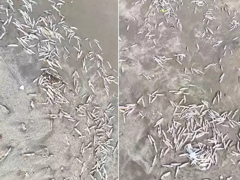 Centenas de peixes mortos causam mau cheiro em praia de Mongaguá, SP