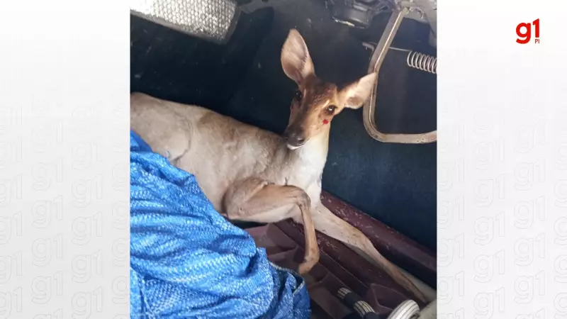 Cerva é resgatada após ser encontrada em área urbana de Teresina