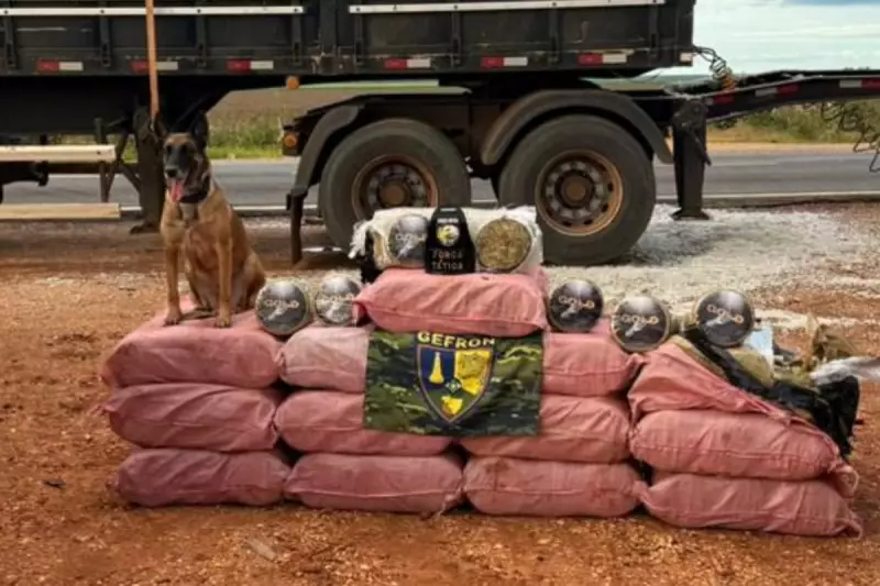 Cães farejadores encontram 405 kg de drogas em caminhão durante fiscalização em Diamantino