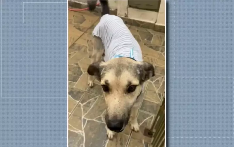 Cães sofrem castração clandestina e mutilação em Ouro Fino, MG: casos chocam