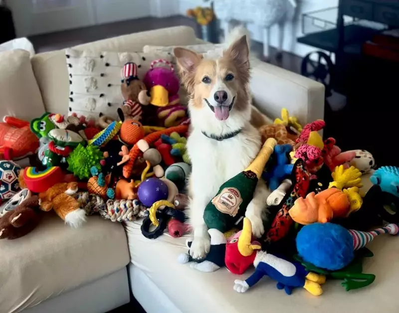 Cães superdotados aprendem palavras só de ouvir conversas humanas