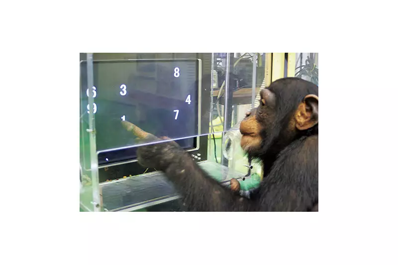 Chimpanzé Ai, que dominava caracteres chineses, morre aos 49 anos no Japão