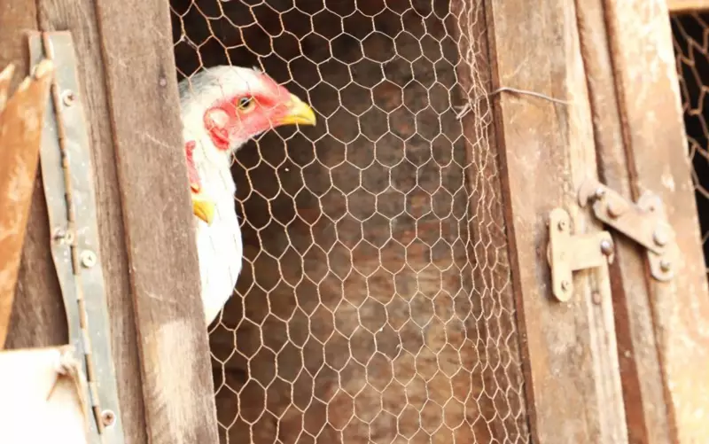 China suspende embargo à carne de frango do Rio Grande do Sul após surto de Doença de Newcastle