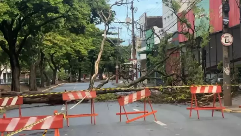 Chuva forte em Ribeirão Preto derruba árvores e exige alerta para o fim de semana