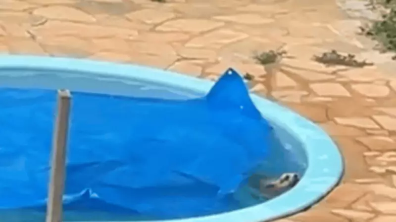 Cão é salvo de afogamento em piscina após vizinha acionar bombeiros em Sorriso