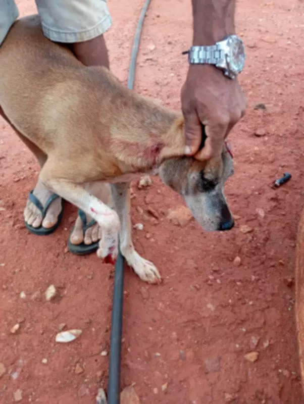 Cão Beethoven é baleado em Afrânio, PE: caso é investigado como crime de extrema crueldade