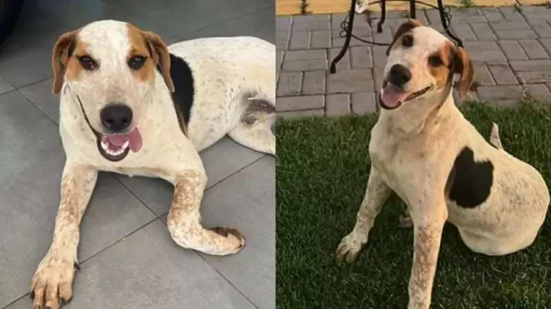 Cão comunitário Abacate é assassinado a tiros em Toledo, Paraná; comunidade protesta