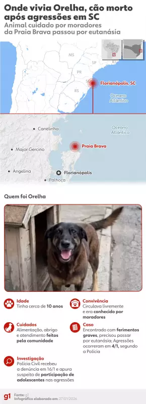 Cão comunitário Orelha é torturado e morto por adolescentes na Praia Brava, Florianópolis