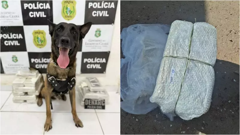 Cão farejador auxilia apreensão de 19,5 kg de drogas em ônibus interestadual no Ceará