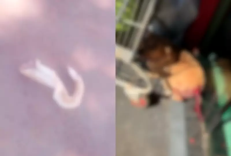 Cão sofre mutilação na cauda em caso de maus-tratos em Nova Alvorada do Sul