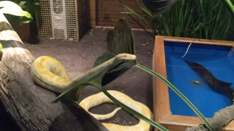 Cobra albina Capitu troca de pele e encanta visitantes no maior aquário de água doce do mundo