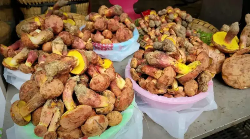 Cogumelo misterioso causa alucinações de 'pessoas pequenas' na China