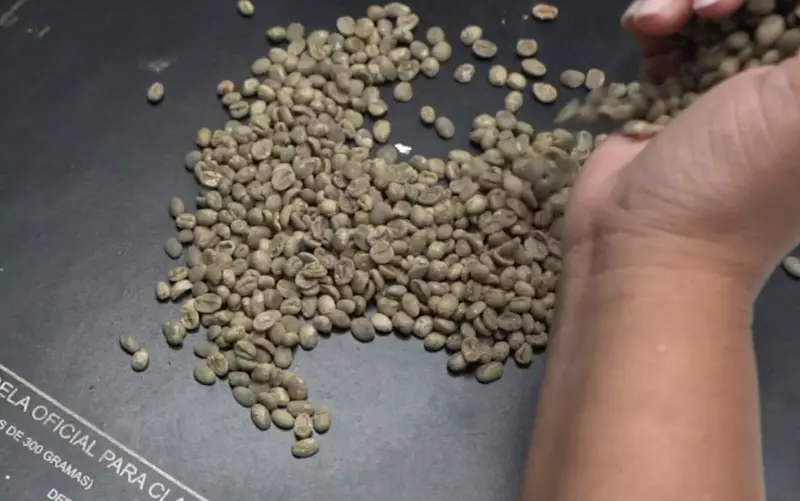 Como o café é classificado em cooperativa de Franca (SP): do grão à xícara especial