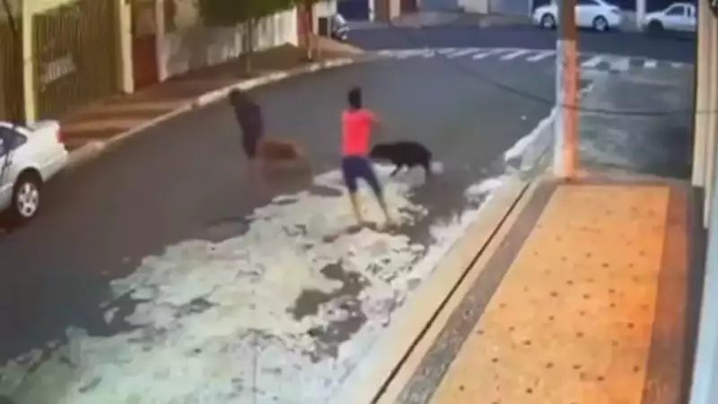 Criança de 8 anos sofre ataque grave de pit bulls em Santa Gertrudes, SP