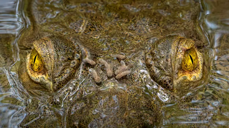 Crocodilo com moscas no focinho vence concurso de fotografia ecológica internacional