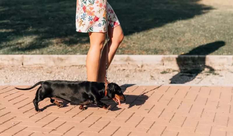 Cuidados essenciais para proteger as patas de cães e gatos durante passeios