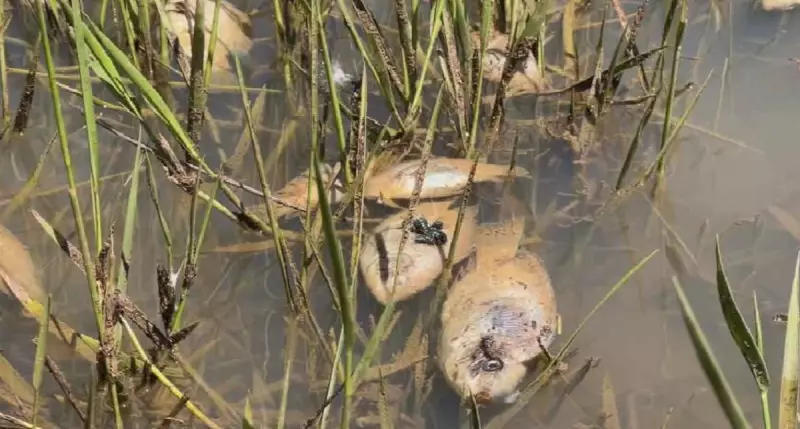 Defesa Civil interdita represa em São Manuel após mortandade massiva de peixes