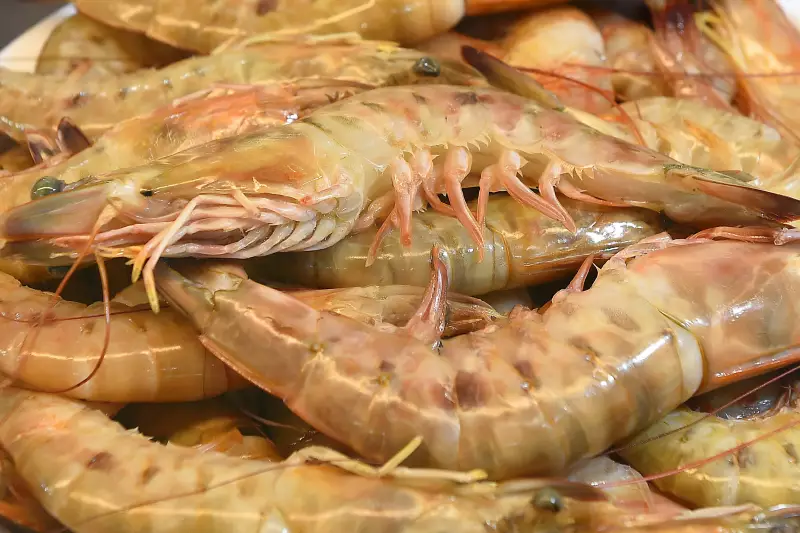 Defeso do Camarão Inicia no Paraná: Proibição de Pesca Até Abril