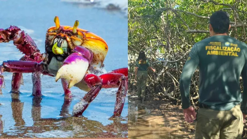 Defeso do Caranguejo-Uçá no Piauí: Primeira Semana Sem Infrações