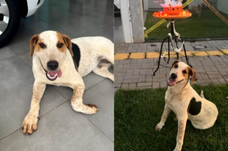 Delegado afirma que suspeito teve intenção de matar ao atirar contra cachorro comunitário em Toledo