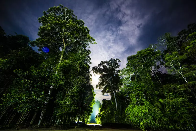 Desmatamento cai 9% em 2025, mas Amazônia e Cerrado seguem sob forte pressão