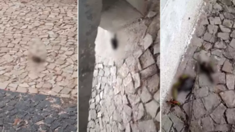 Dezenas de pássaros mortos em praça de Parnaíba após fortes chuvas no Piauí