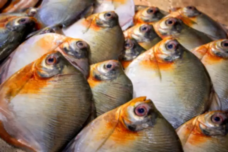 Doença da urina preta: três casos confirmados de Haff em Itacoatiara, AM