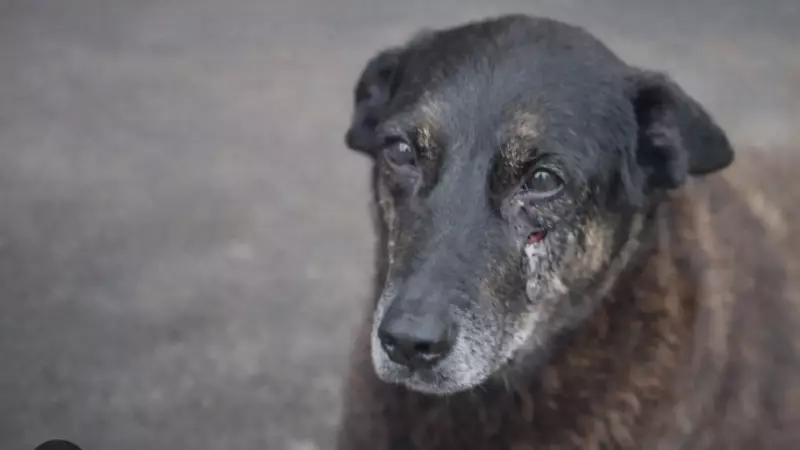 Dois adolescentes suspeitos de matar cão Orelha em Florianópolis estão nos EUA