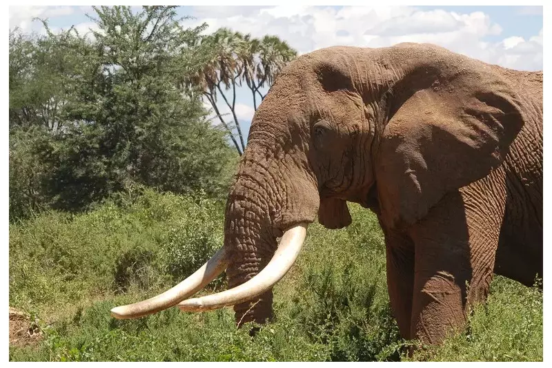 Elefante 'assassino' mata 22 na Índia: 100 guardas em busca