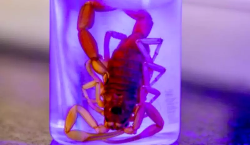 Escorpião de clima quente é encontrado pela primeira vez no Sul do Brasil, no Paraná