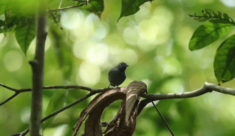 Esperança na Mata Atlântica: Quatro filhotes de choquinha-de-alagoas são avistados em Alagoas