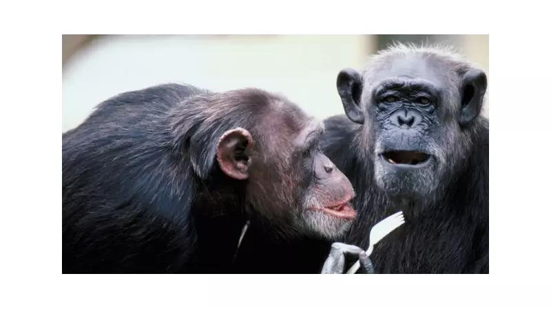 Estudo revela: macacos têm mais relações homossexuais sob estresse