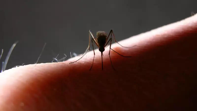 Estudo revela: mosquitos da Mata Atlântica preferem sangue humano